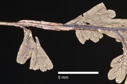 Hymenophyllum polyanthos. Dried specimen showing the winged rachis at the base of the lamina.
 Image: J.R. Rolfe © Jeremy Rolfe 2011 All rights reserved